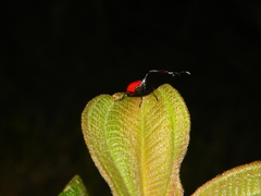 Trachelophorus giraffa