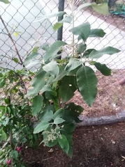 Buddleja cordata