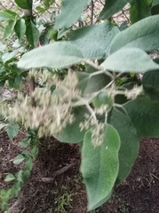 Buddleja cordata