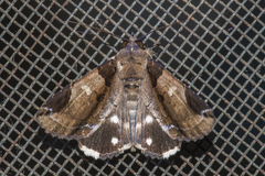 Ercheia