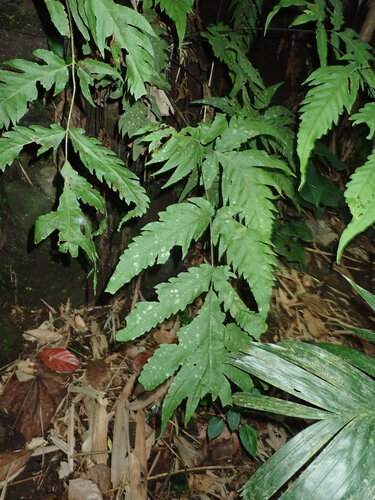 Tectaria melanocaulos observed 2025-06-07