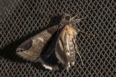 Ercheia