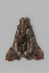 Pyralinae