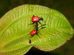 Trachelophorus giraffa