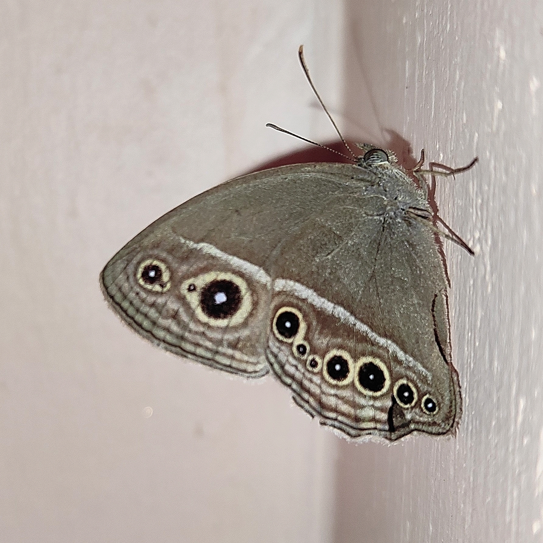 Long-Branded Bushbrown