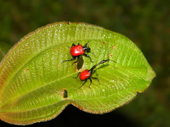 Trachelophorus giraffa