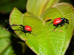 Trachelophorus giraffa
