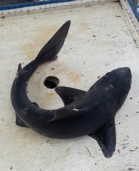 Northern Spiny Dogfish photo 3