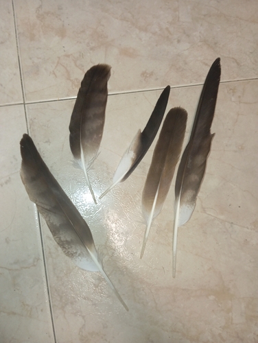 Plume de Aigle botté
