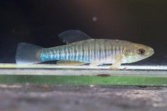 Banded Killifish photo 2
