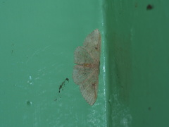 Perixera illepidaria