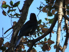 Cyanocitta stelleri