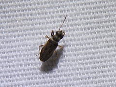 Pseudopachybrachius basalis