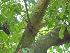 Milionia zonea pryeri