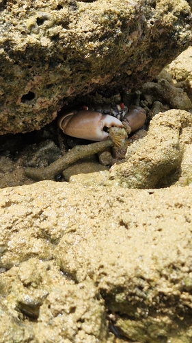 Smooth Red-eyed Crab (Eriphia sebana)
