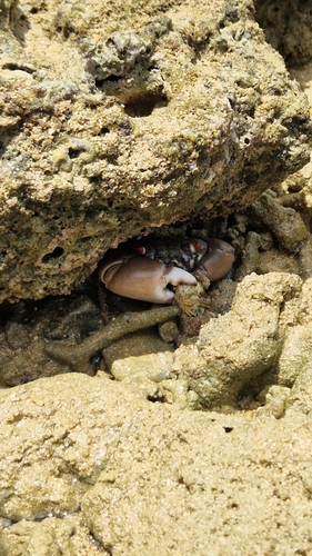 Smooth Red-eyed Crab (Eriphia sebana)