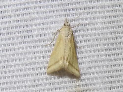 Whip-marked Snout Moth photo 4