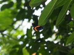 Milionia zonea pryeri