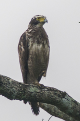 Crested Serpent Eagle photo 6