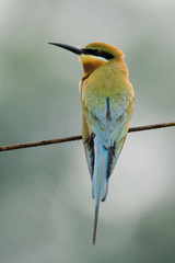 Blue-Tailed Bee-Eater photo 6