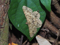 Racotis boarmiaria