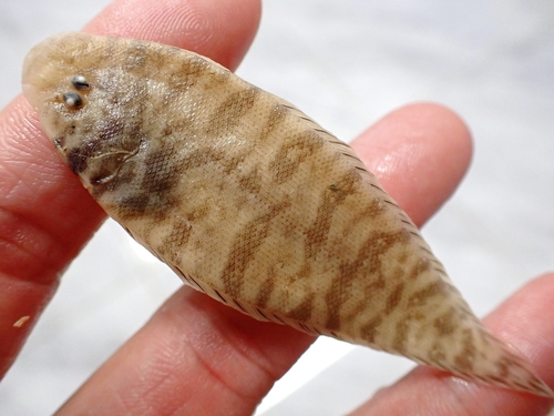 Blotched tongue-sole (Cynoglossus puncticeps) — Cynoglossidae — 3