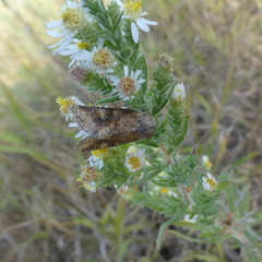 Lacinipolia lustralis