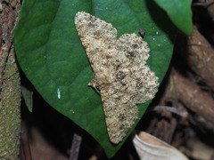 Racotis boarmiaria