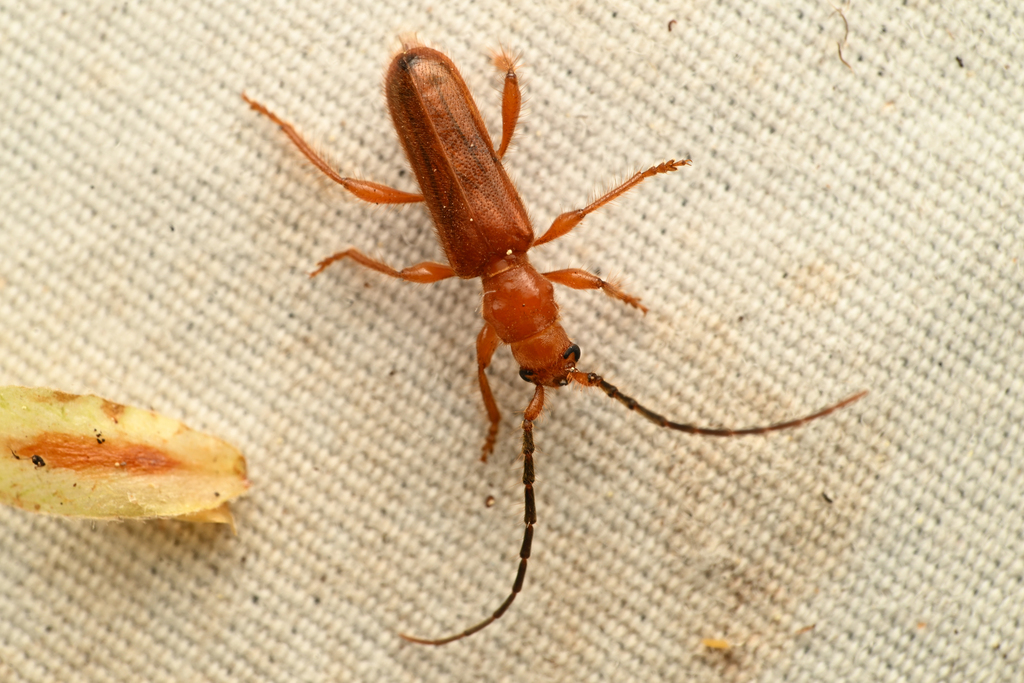 Pseudopilema hoppingi