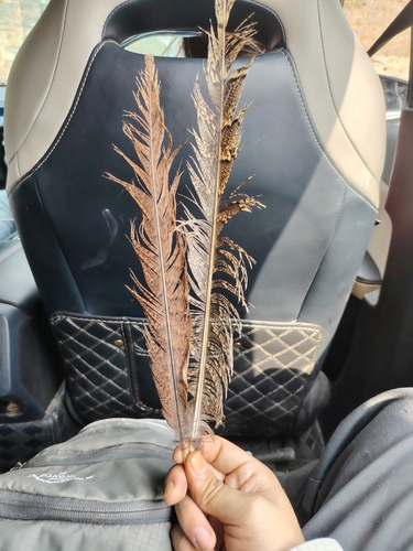 Plume de Faisan doré