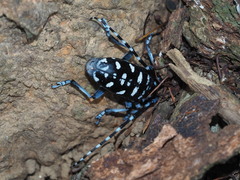 Anoplophora macularia