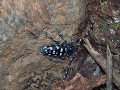 Anoplophora macularia
