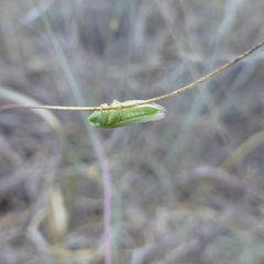 Xerophloea peltata
