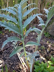 Cynara cardunculus cardunculus