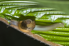 Helicarionidae