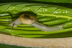 Helicarionidae