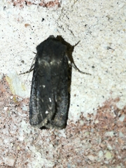 Euxoa velleripennis