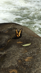 Heraclides androgeus epidaurus