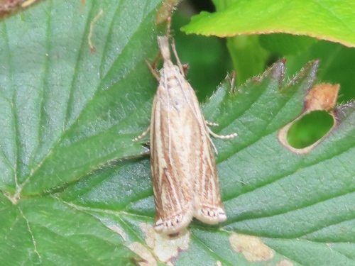 Hook-streaked Grass-veneer, Rheden, Nederland, photo 8 of 10