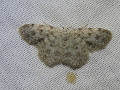 Scopula plantagenaria