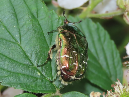 European Rose Chafer, Rheden, Nederland, photo 10 of 10