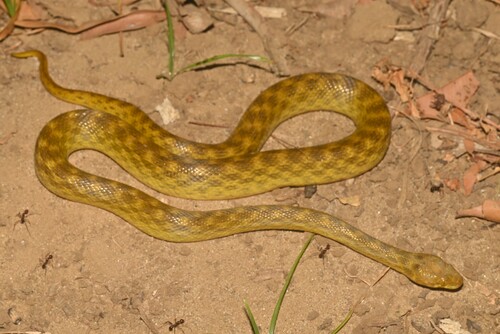 Karimbola Cat Snake