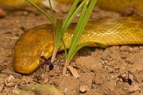 Karimbola Cat Snake