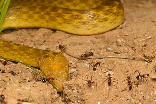 Karimbola Cat Snake