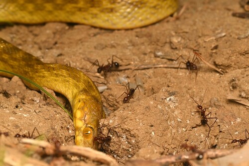 Karimbola Cat Snake
