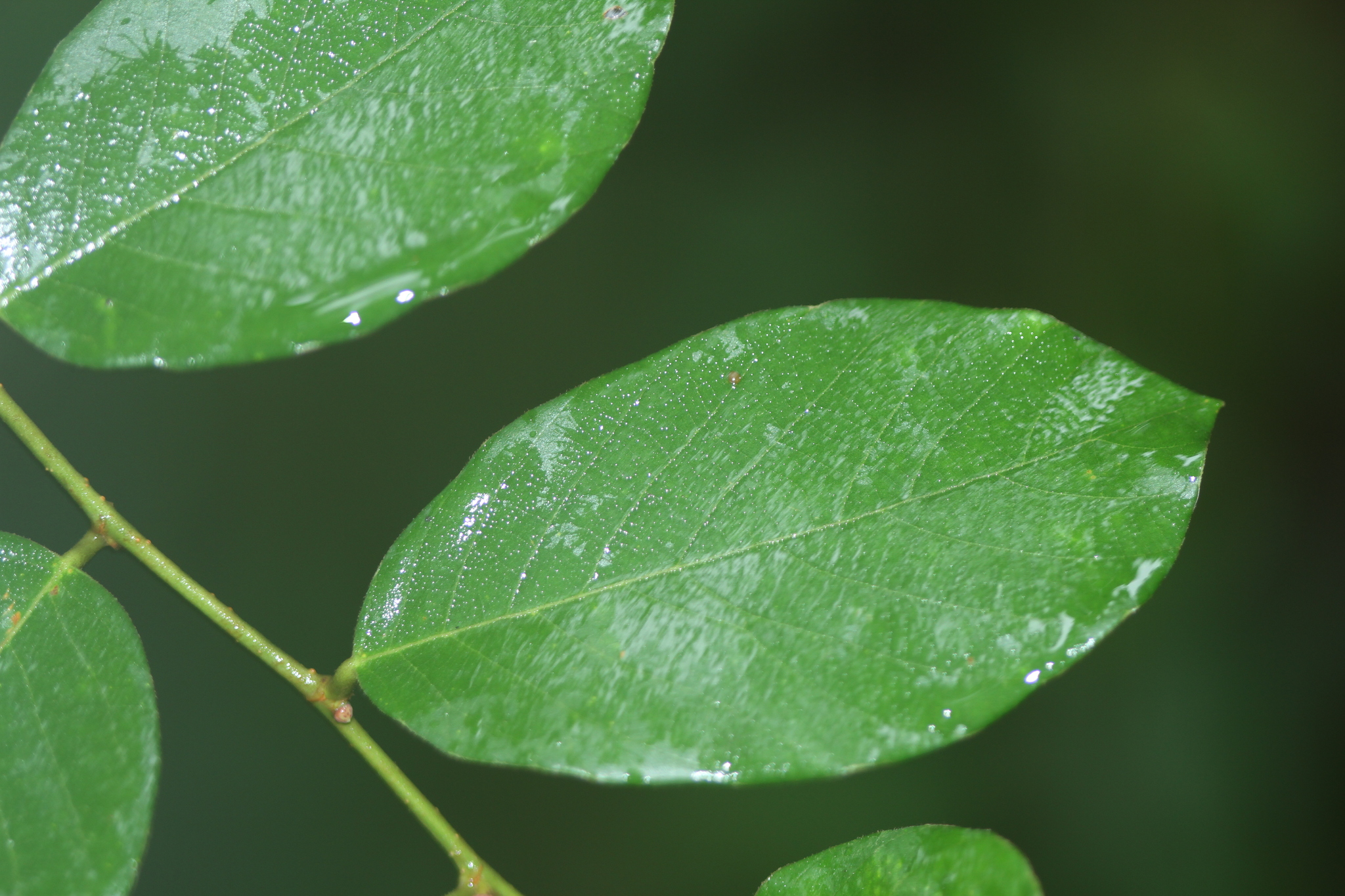 Climbing Bridelia (Bridelia stipularis)