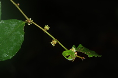 Bridelia stipularis, photograph (c) Nguyen-Khanh-Trinh Tram, some rights reserved (CC BY)