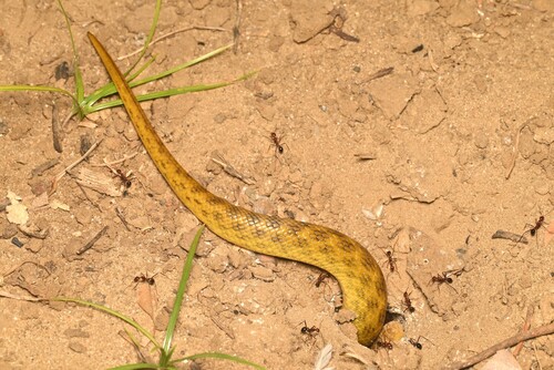 Karimbola Cat Snake