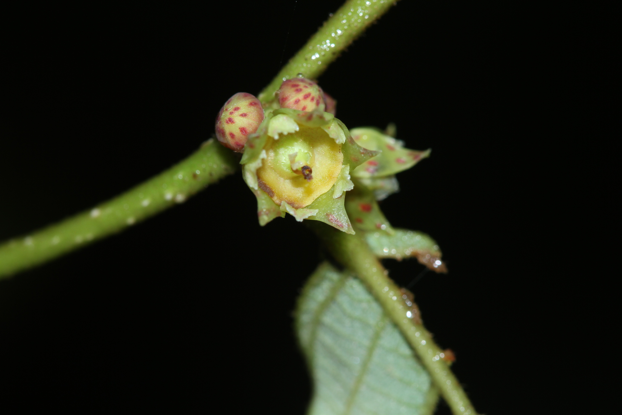 Bridelia stipularis — ảnh 3