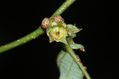 Bridelia stipularis, photograph (c) Nguyen-Khanh-Trinh Tram, some rights reserved (CC BY)